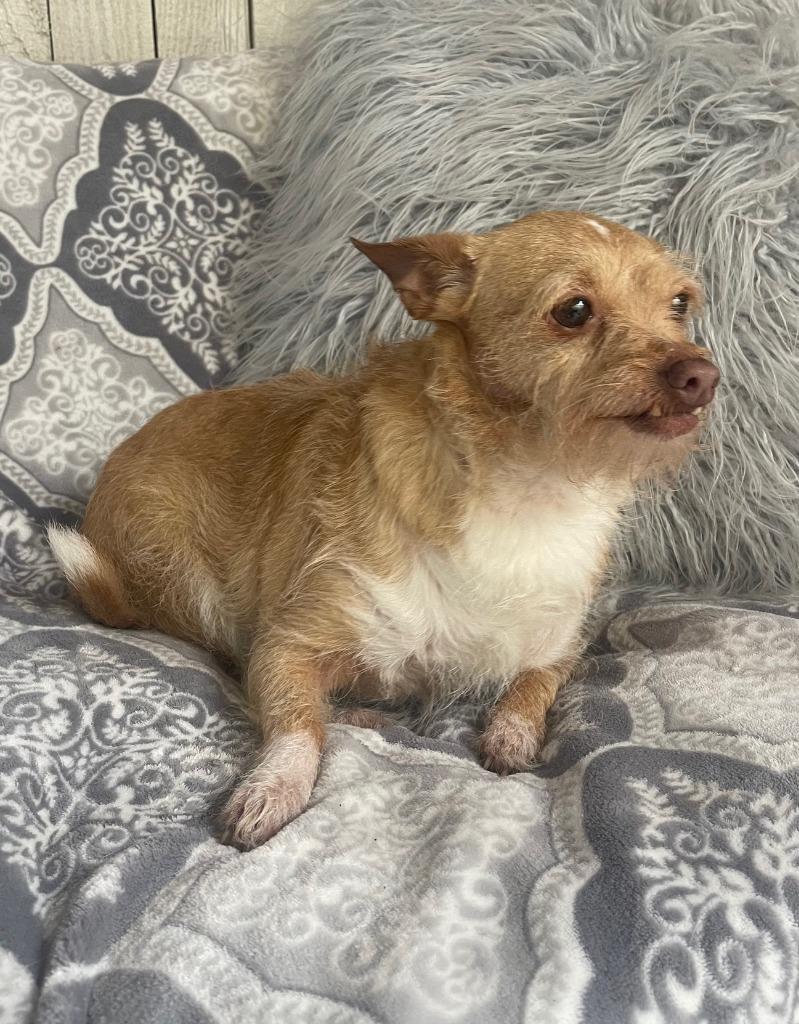Ellie Mae, Adoptable, Adult Female Chihuahua & Terrier.