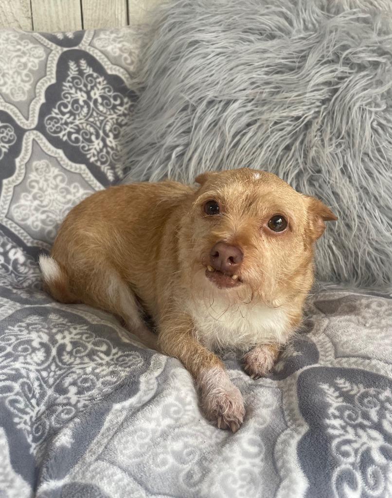 Enlarge Ellie Mae, a Adoptable mixed breed in Fort Worth, TX image 2/3