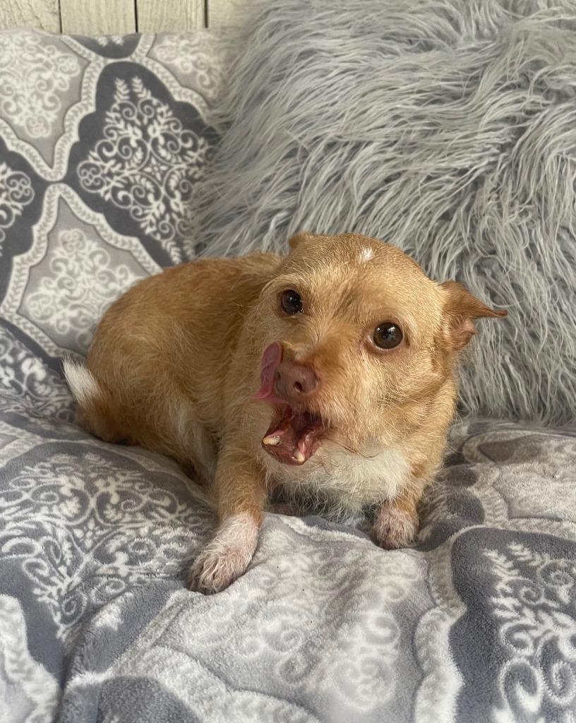 Enlarge Ellie Mae, a Adoptable mixed breed in Fort Worth, TX image 3/3