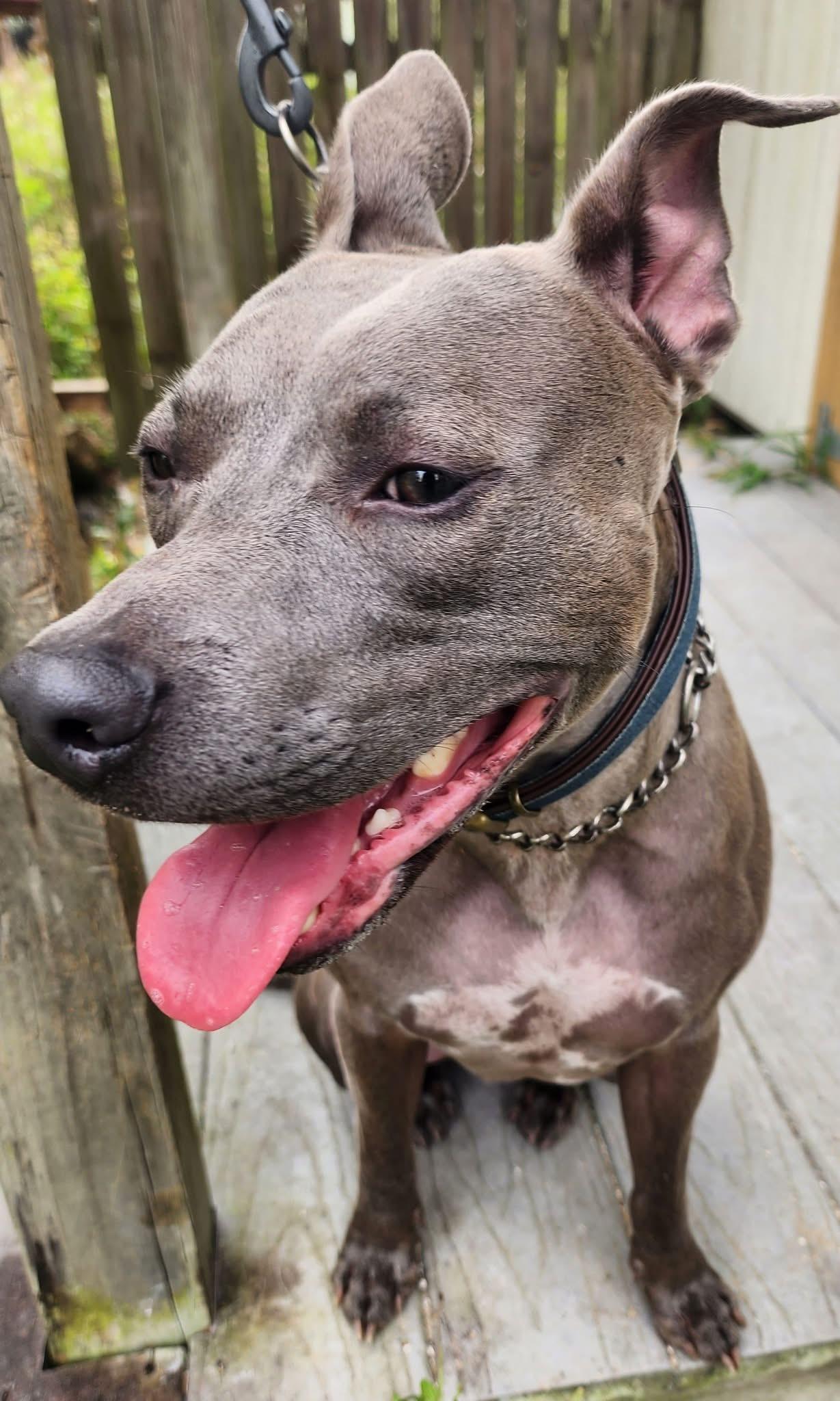 Cooper, Adoptable, Young Male American Staffordshire Terrier.