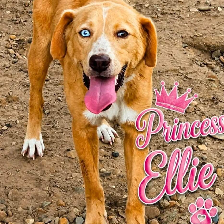Enlarge Princess Ellie, a Adoptable mixed breed in Wadena, MN image 1/1