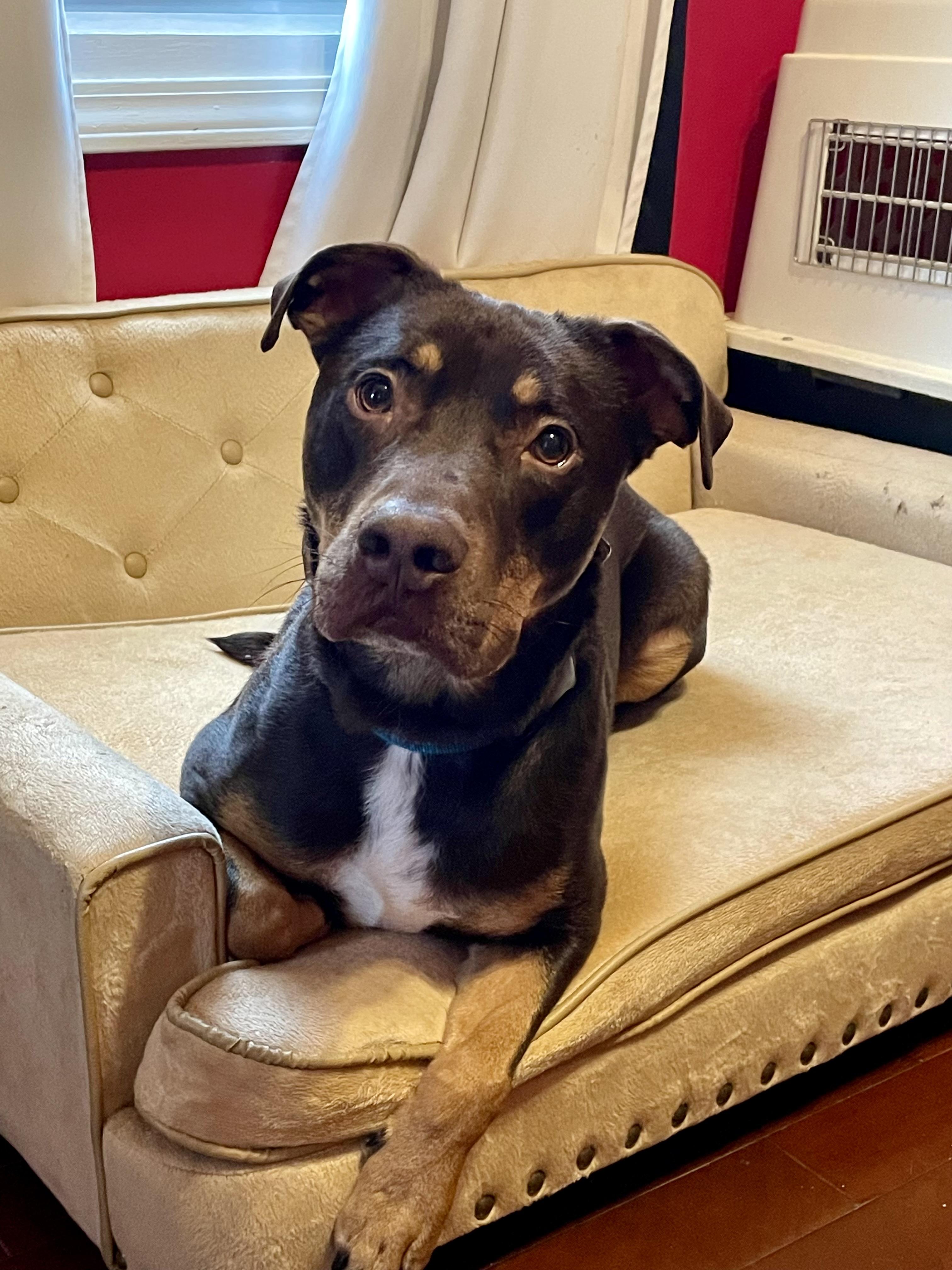 Banana Bandito, Adult Male Doberman Pinscher