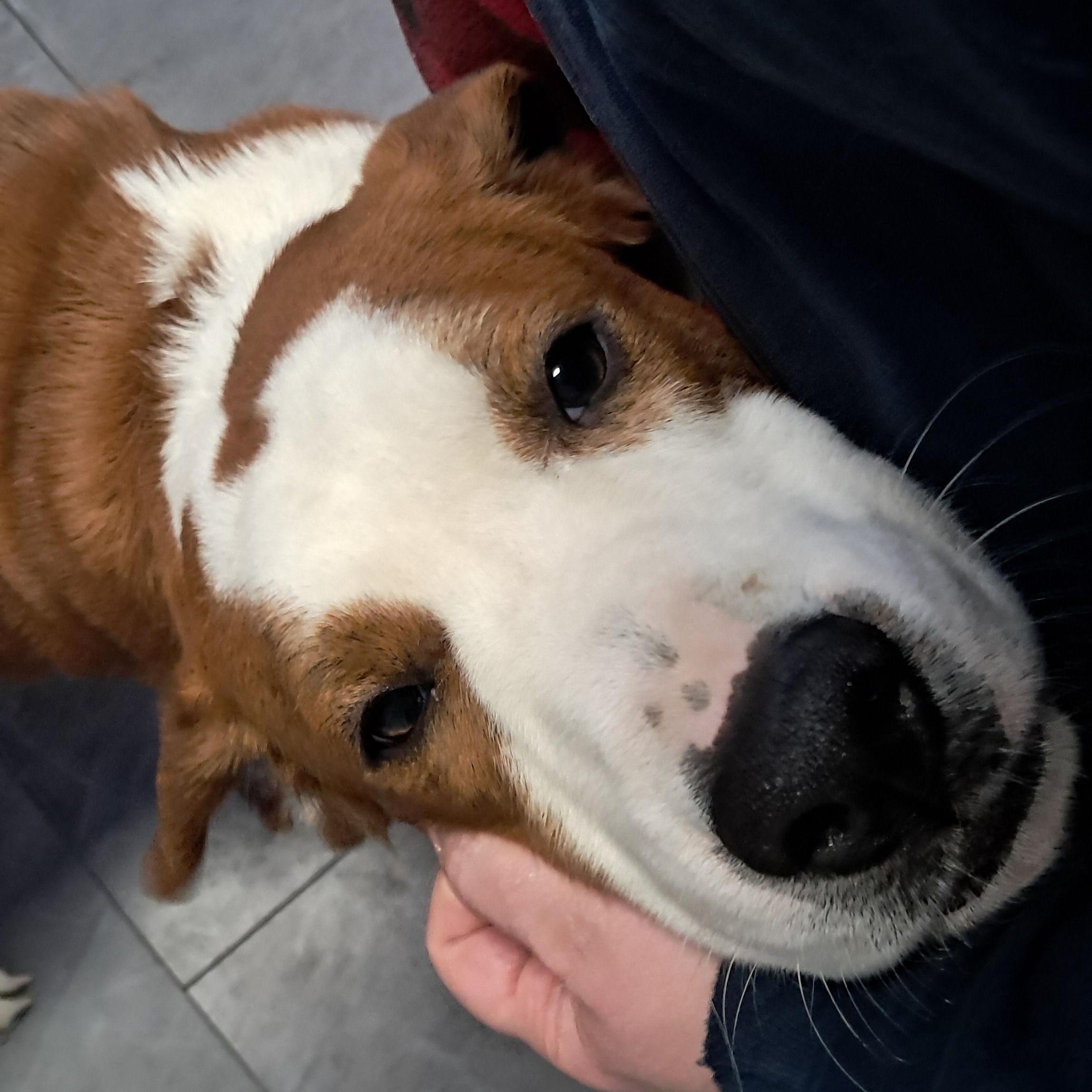 Enlarge Buddy, an adopted mixed breed in Fremont, OH image 2/5