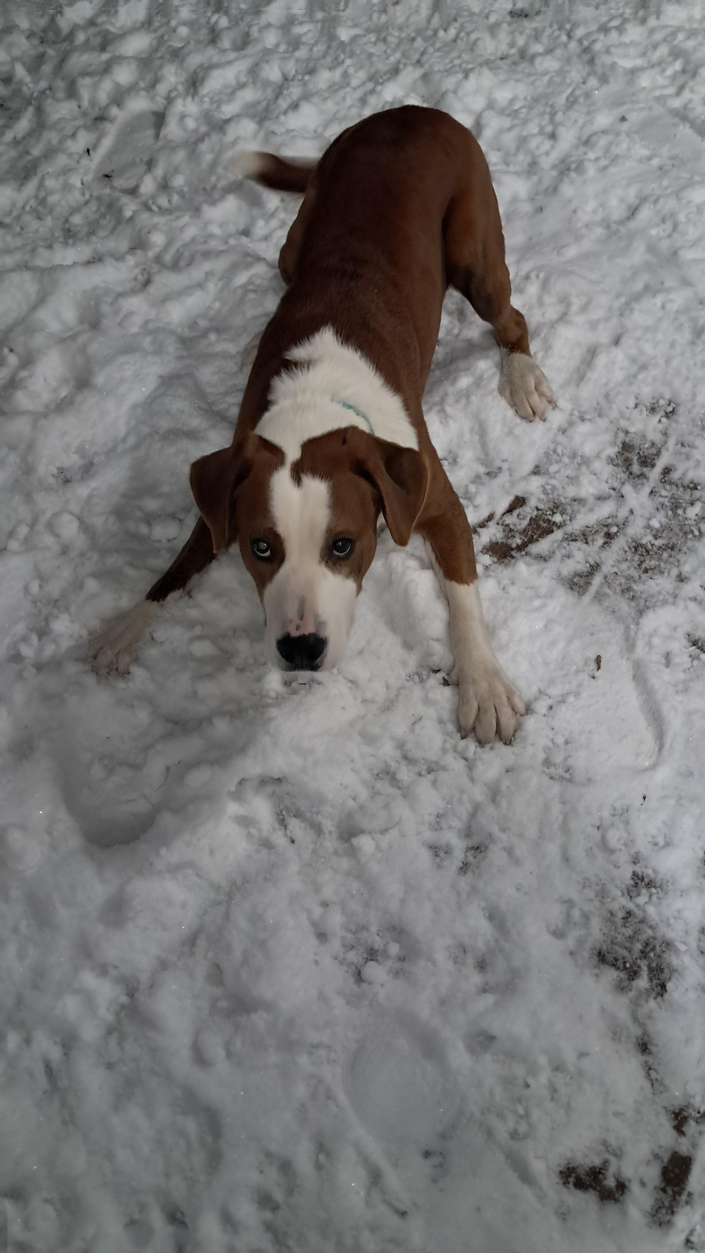 Enlarge Buddy, an adopted mixed breed in Fremont, OH image 5/5