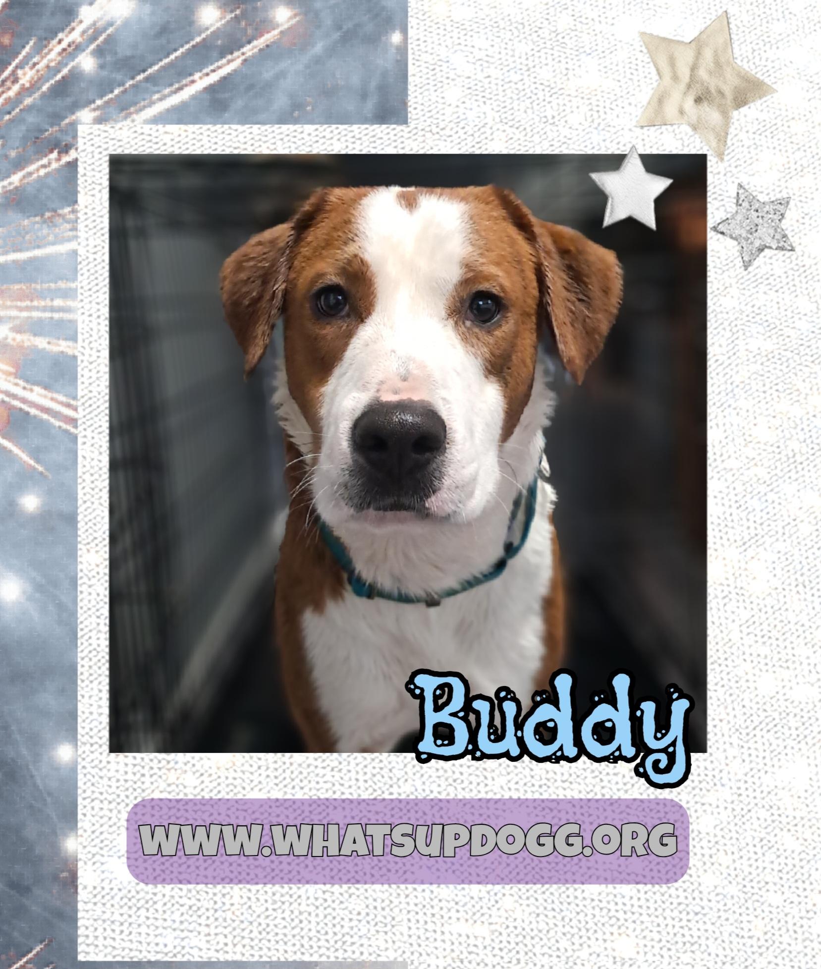 Buddy, adopted, Young Male Mixed Breed & Golden Retriever.