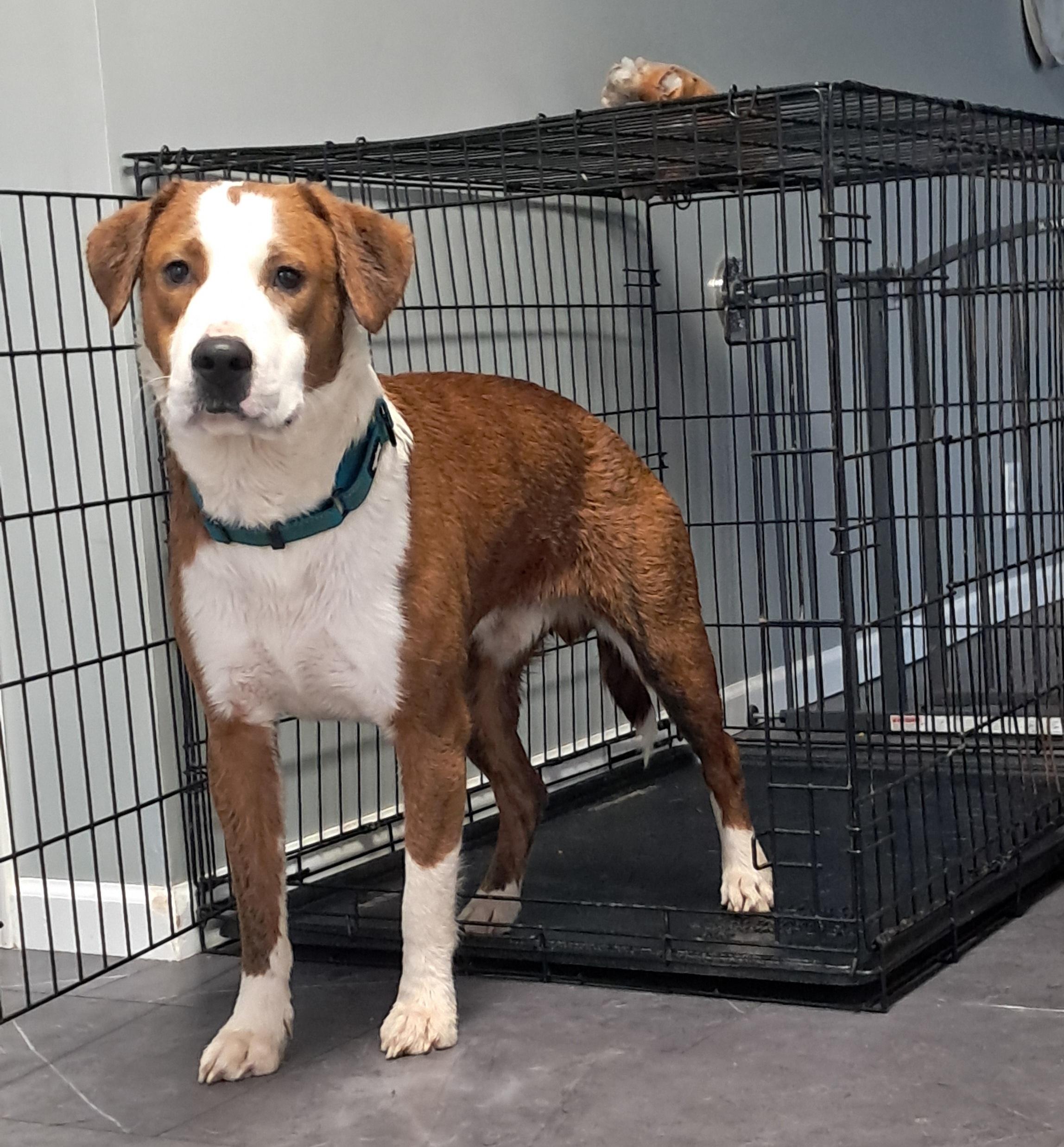 Enlarge Buddy, an adopted mixed breed in Fremont, OH image 3/5