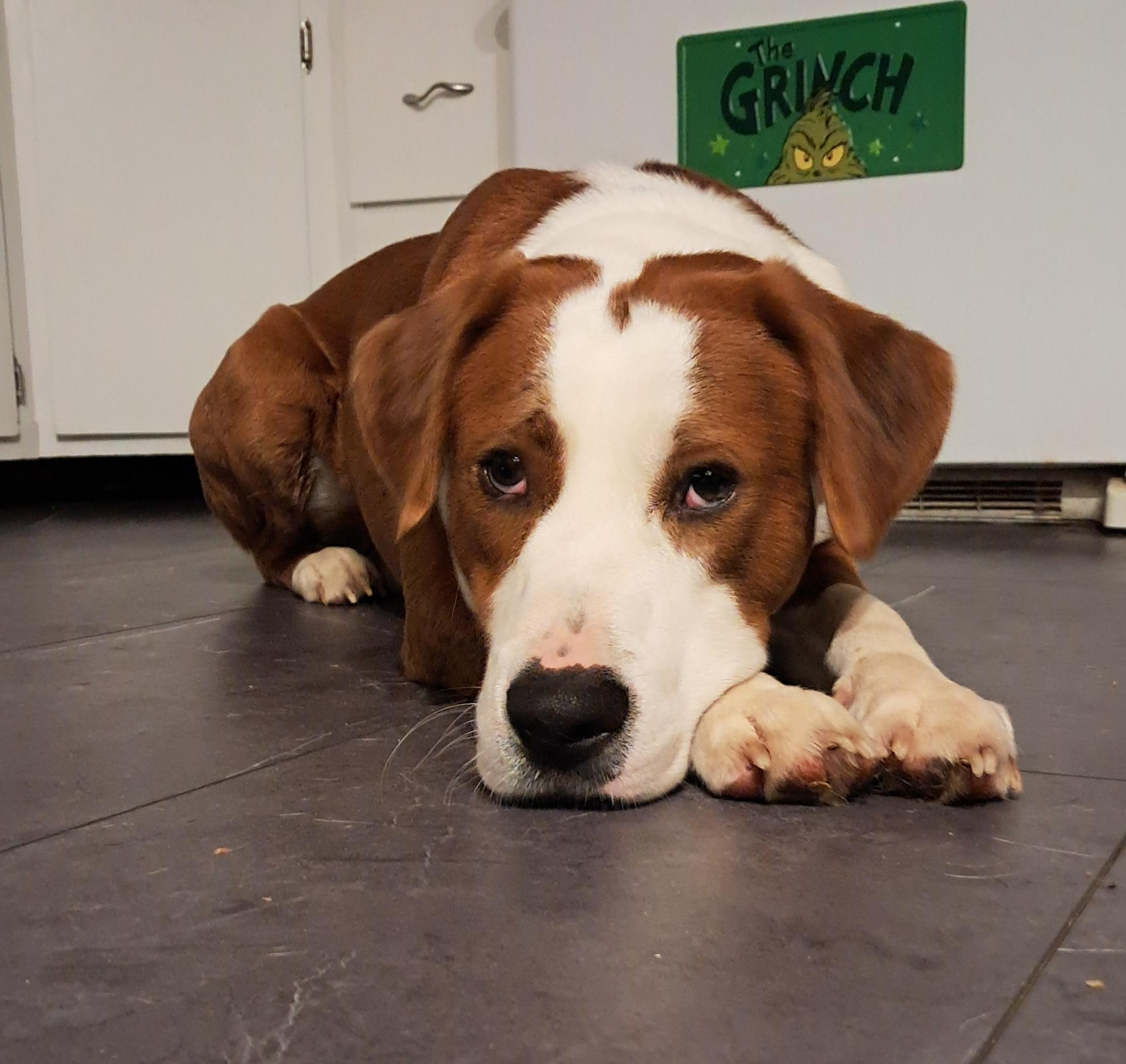 Enlarge Buddy, an adopted mixed breed in Fremont, OH image 4/5