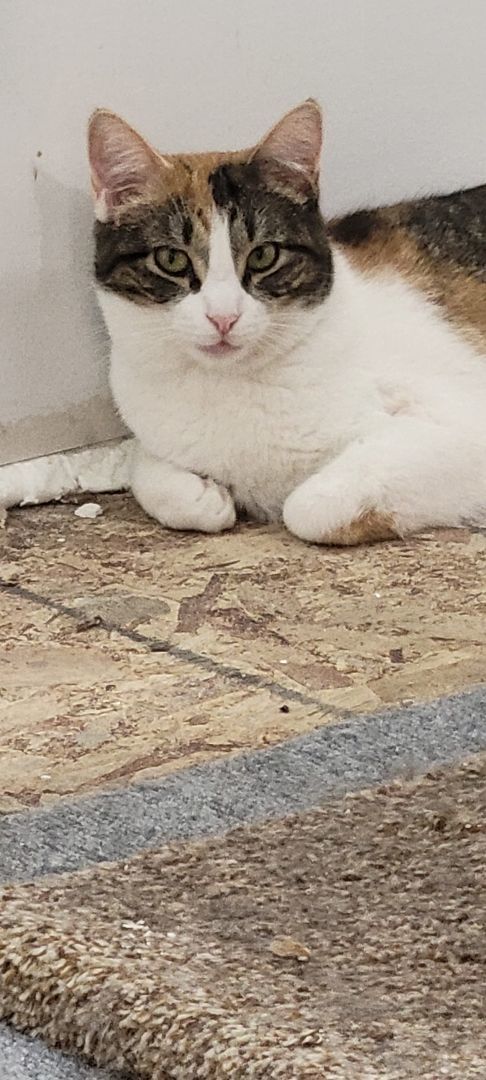 Mums, Adopted, Adult Female Calico.