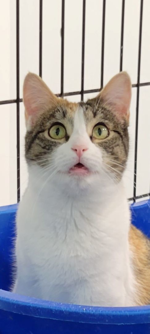 Enlarge Mums, a Adopted Calico in Pittsburgh, PA image 2/2