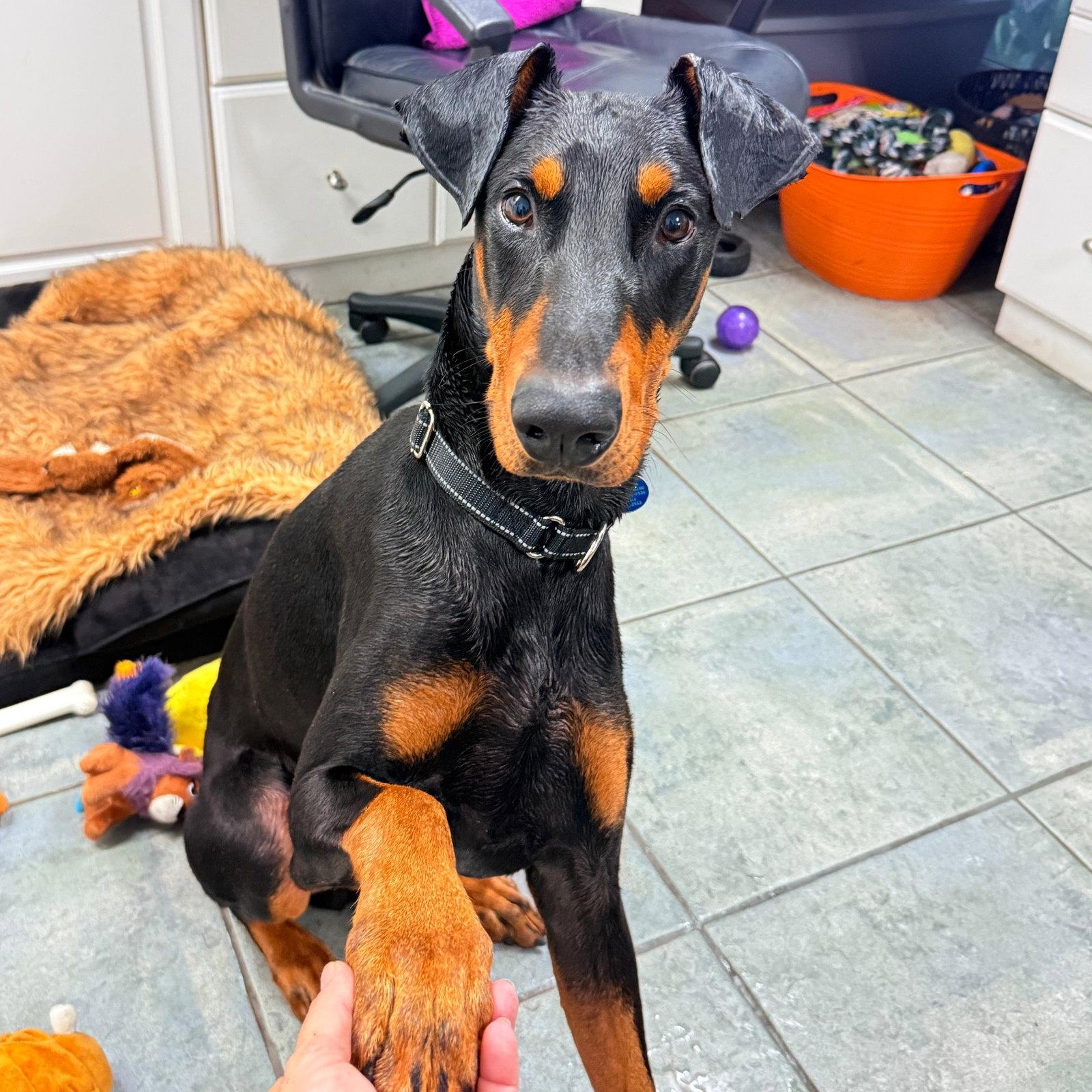 Jax 3609, Adoptable, Young Male Doberman Pinscher.