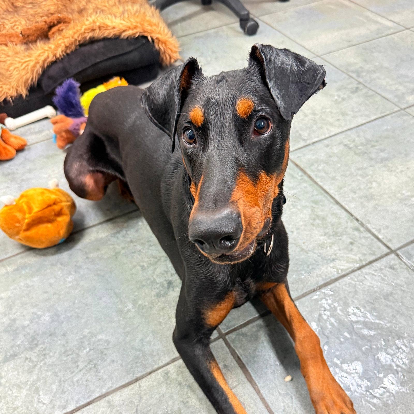Jax 3609, a Adoptable Doberman Pinscher in Oakland Park, FL image 2/3