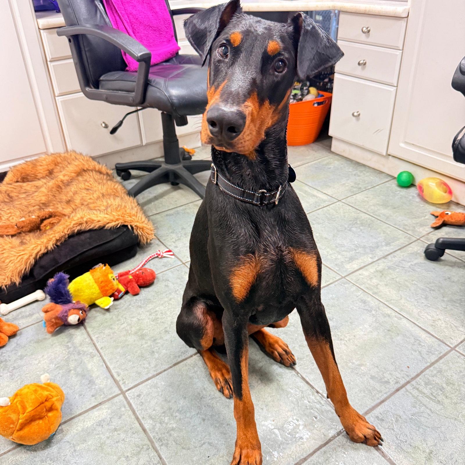 Jax 3609, a Adoptable Doberman Pinscher in Oakland Park, FL image 3/3