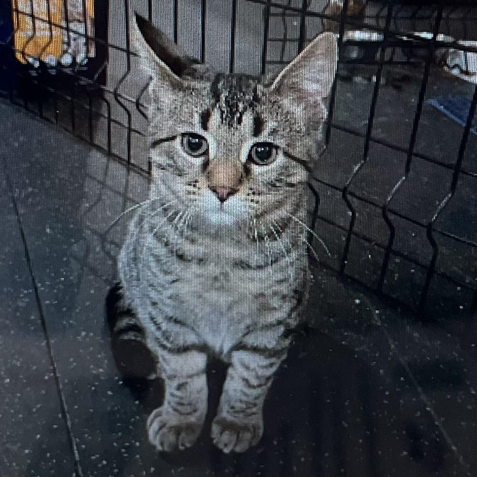 Enlarge Smore, a Adoptable Domestic Short Hair in Lake Geneva, WI image 5/6