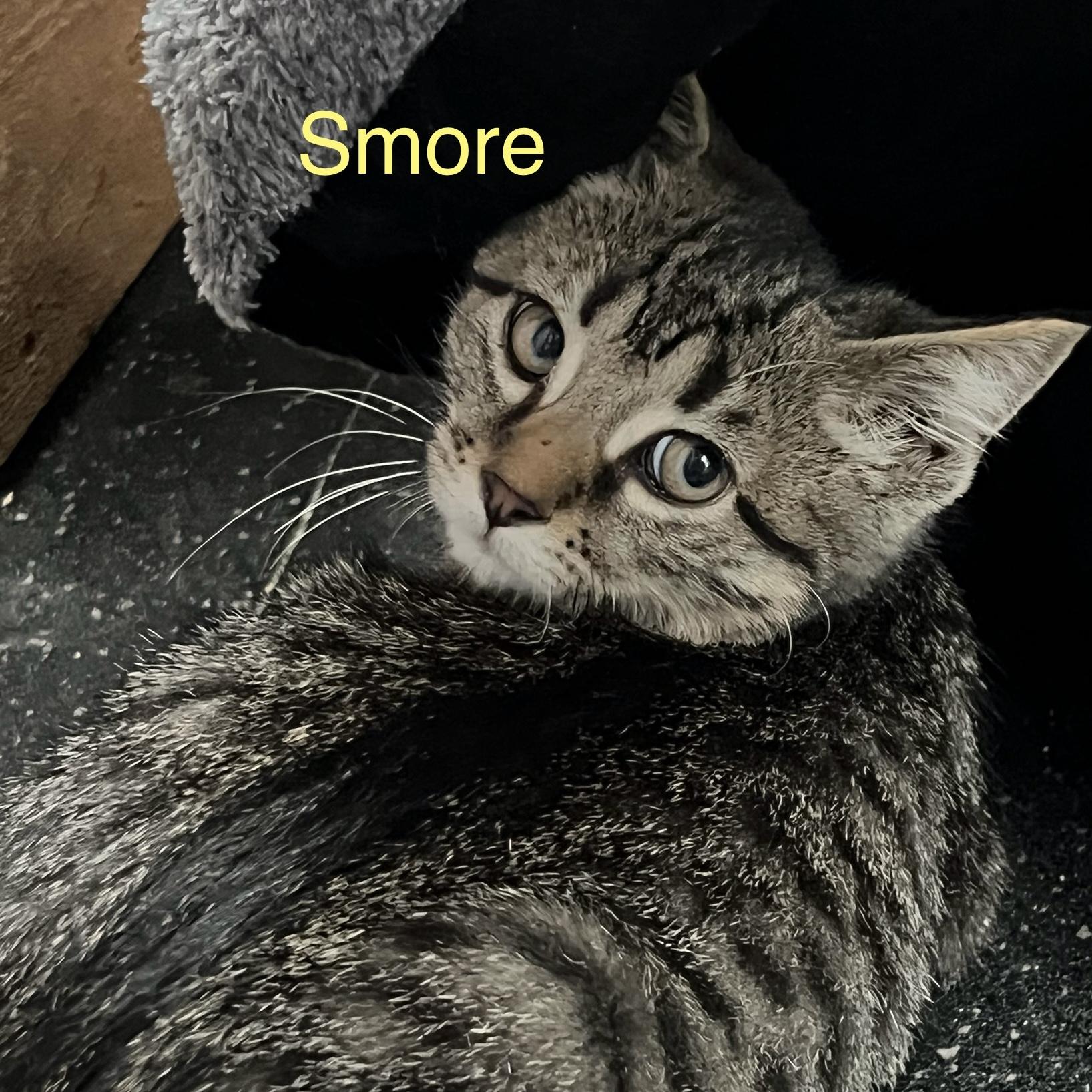 Enlarge Smore, a Adoptable Domestic Short Hair in Lake Geneva, WI image 6/6