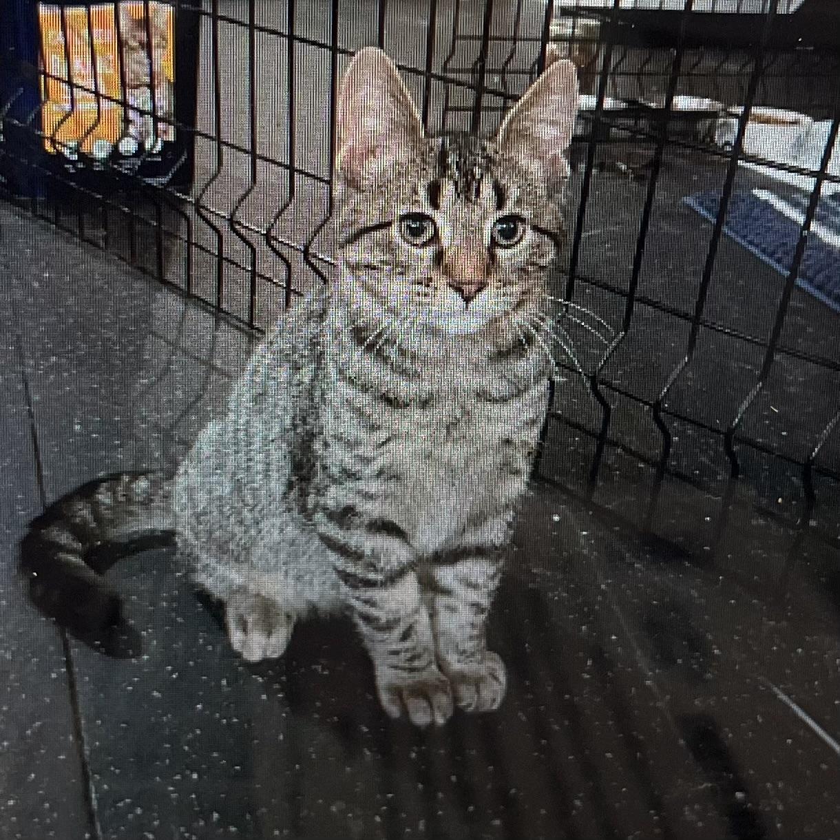 Smore, Adoptable, Kitten Male Domestic Short Hair.