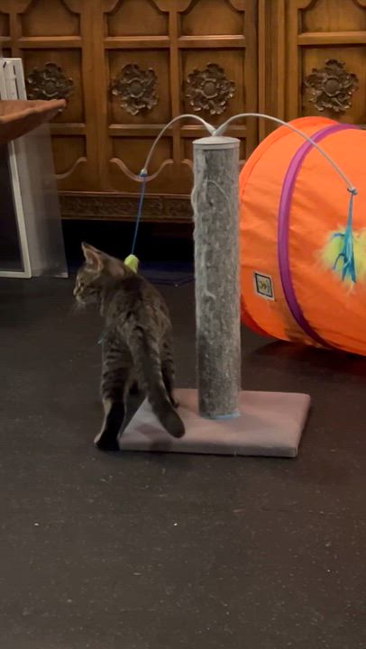 Enlarge Smore, a Adoptable Domestic Short Hair in Lake Geneva, WI video 2/6