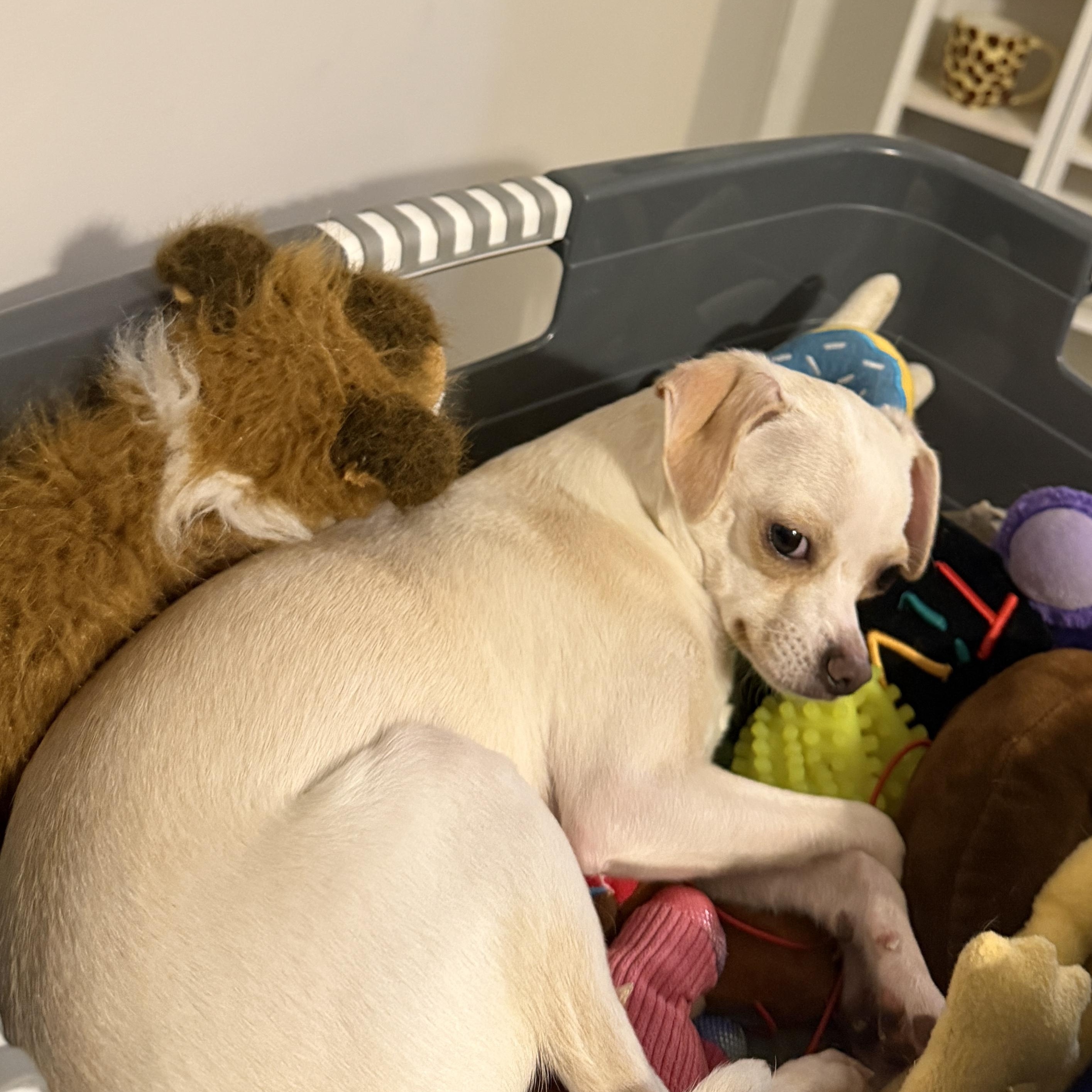 Enlarge Percy, a ADOPTABLE Chihuahua in Charlotte, NC image 4/6