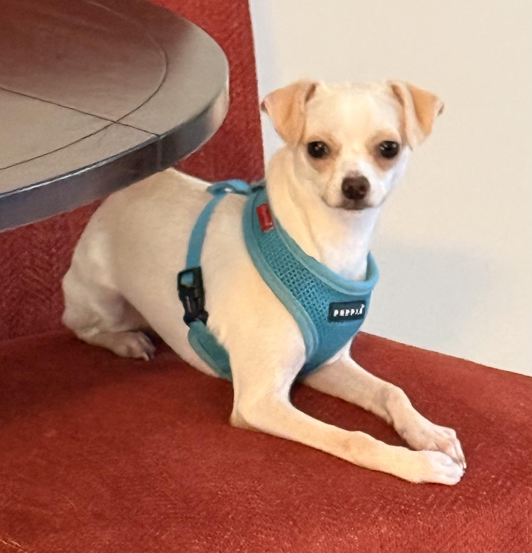 Enlarge Percy, a ADOPTABLE Chihuahua in Charlotte, NC image 1/6