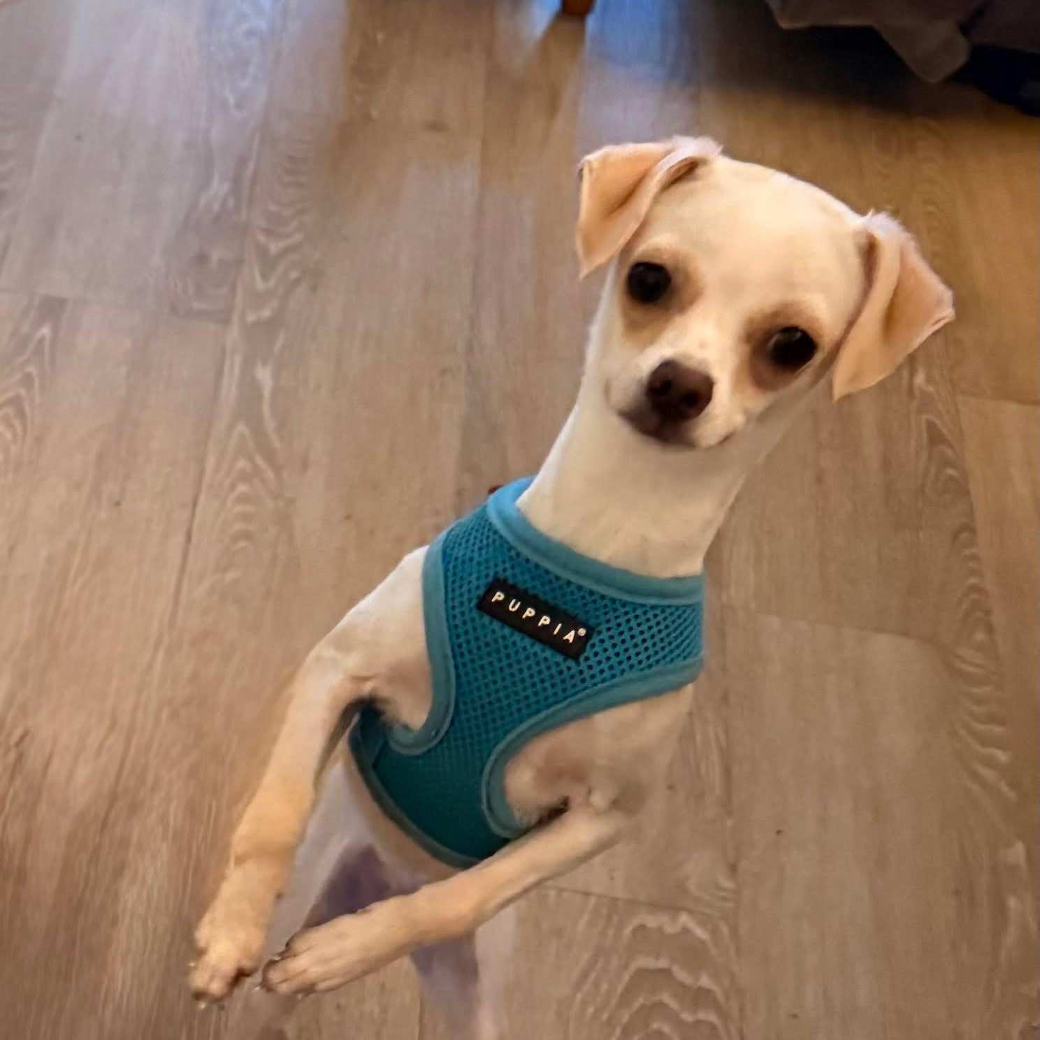 Percy, adoptable, Puppy Male Chihuahua.