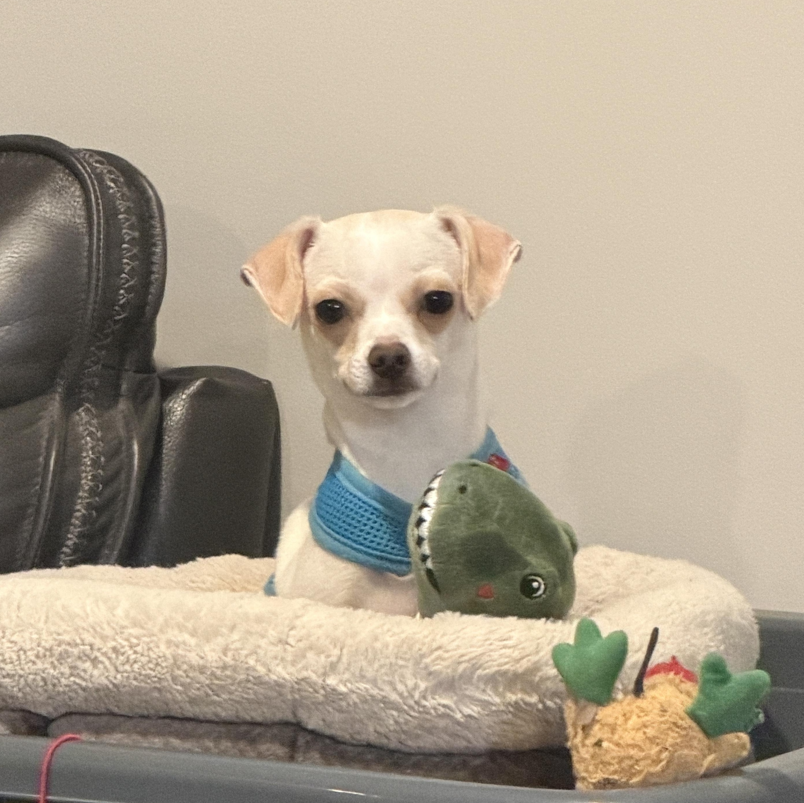 Enlarge Percy, a ADOPTABLE Chihuahua in Charlotte, NC image 2/6