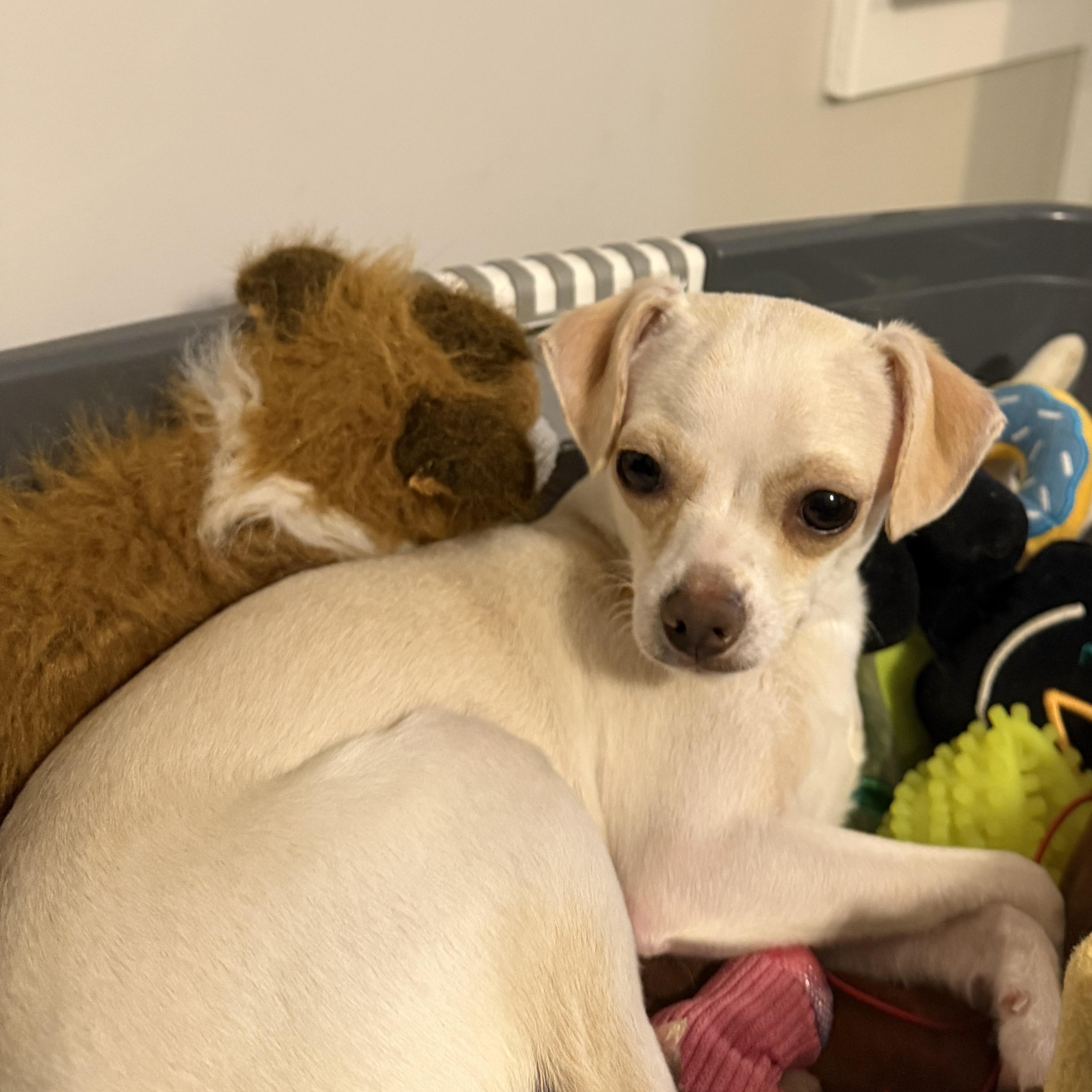 Enlarge Percy, a ADOPTABLE Chihuahua in Charlotte, NC image 6/6