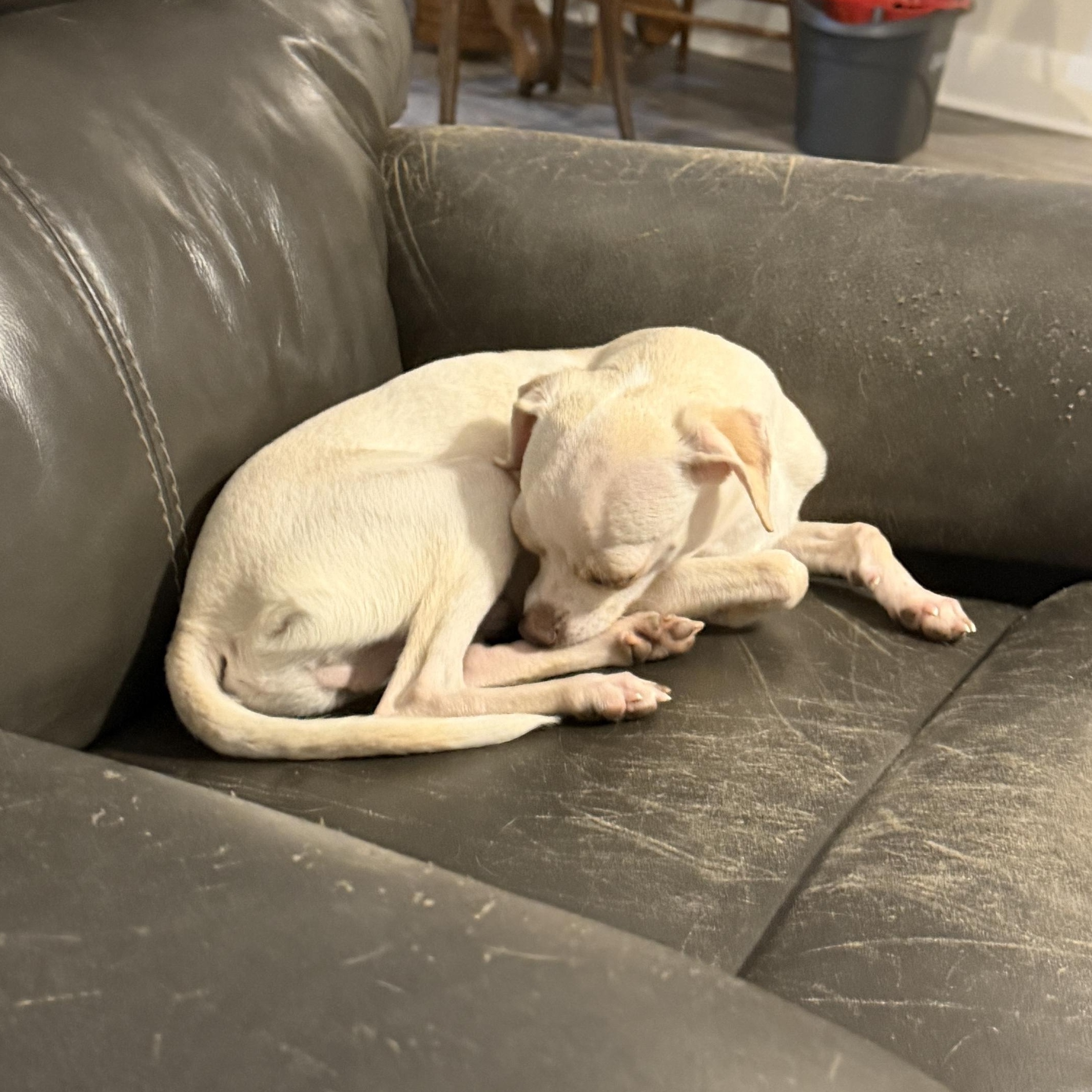 Enlarge Percy, a ADOPTABLE Chihuahua in Charlotte, NC image 5/6