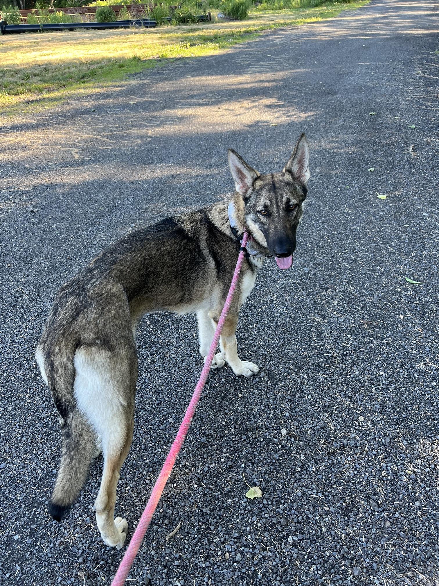 Kali, a ADOPTABLE German Shepherd Dog in Turners Falls, MA image 2/2