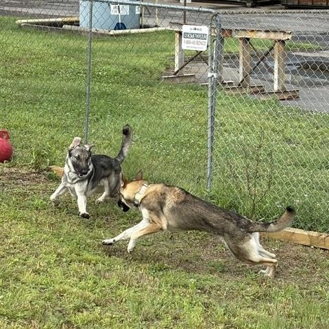 Enlarge Kali, a Adopted German Shepherd Dog in Turners Falls, MA image 5/5