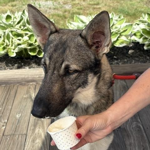 Enlarge Kali, a Adopted German Shepherd Dog in Turners Falls, MA image 3/5