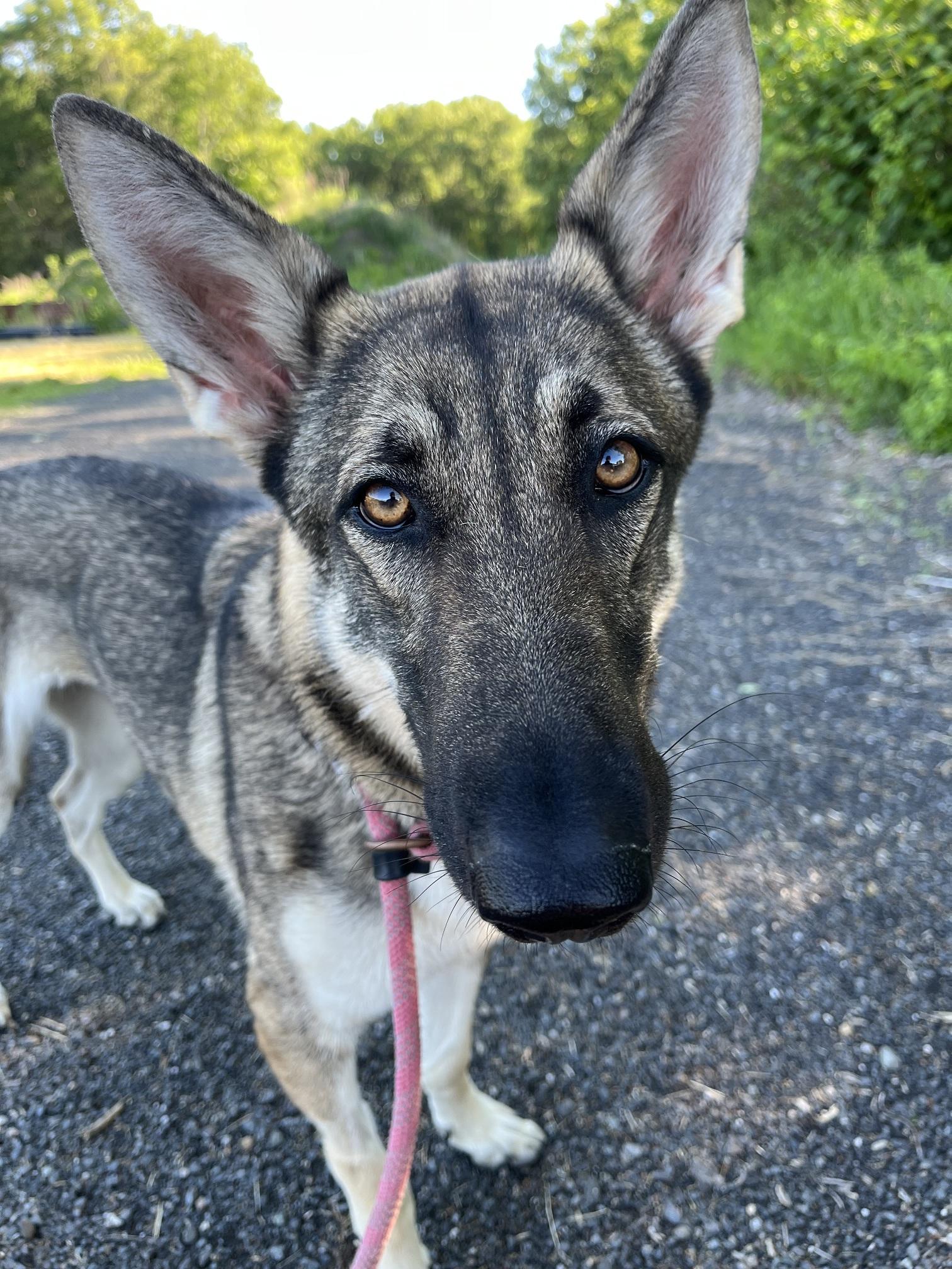 Kali, ADOPTABLE, Young Female German Shepherd Dog.