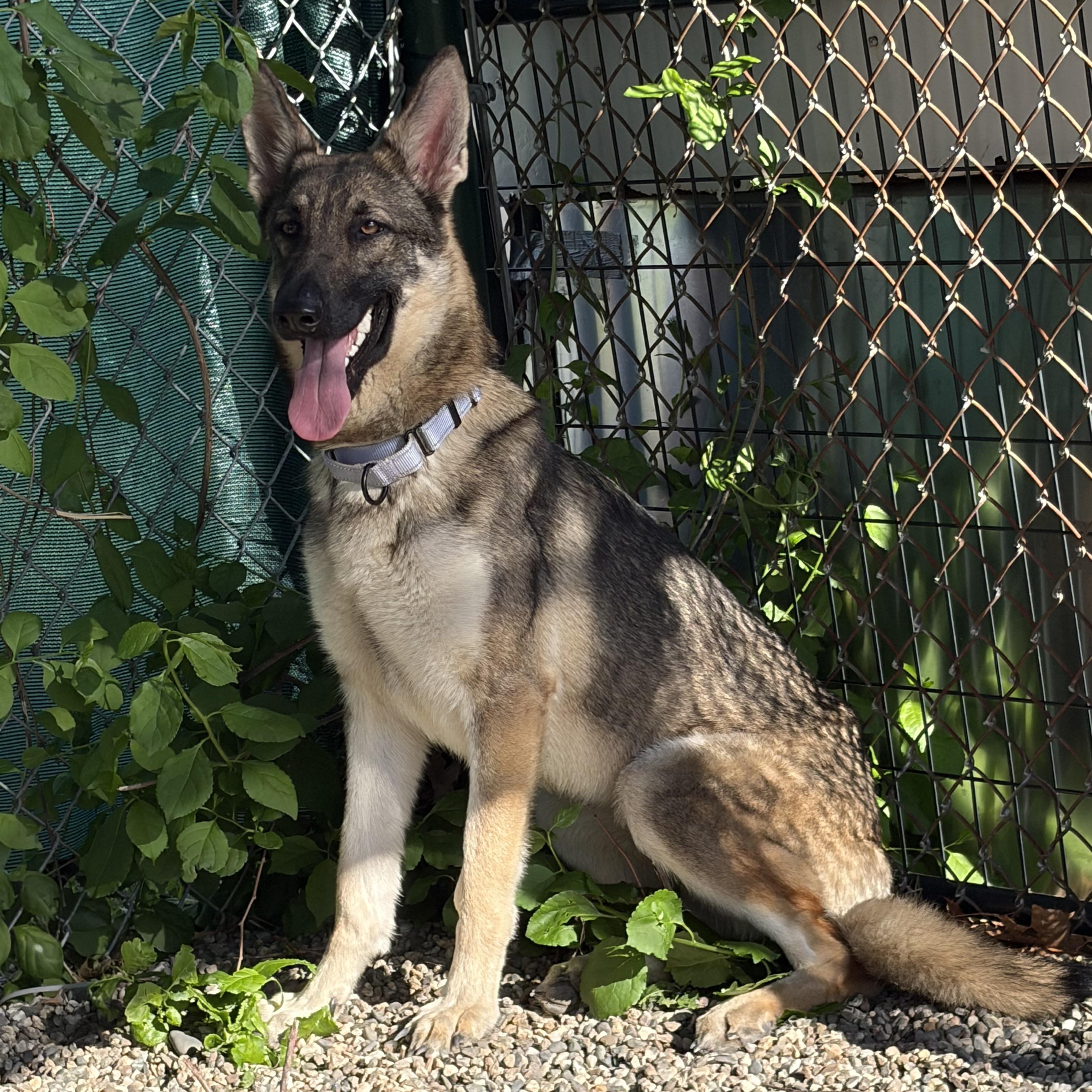 Enlarge Kali, a Adopted German Shepherd Dog in Turners Falls, MA image 4/5