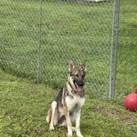 Kali, Adopted, Young Female German Shepherd Dog.