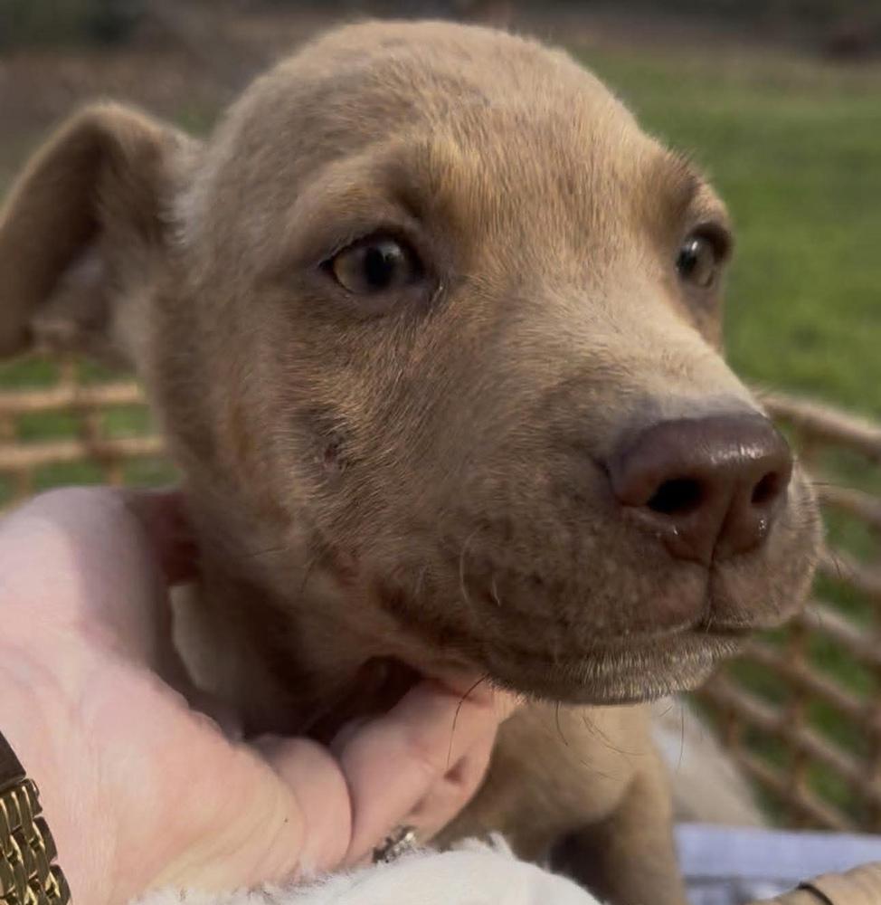 Gabe, Adoptable, Puppy Male Carolina Dog & Labrador Retriever.