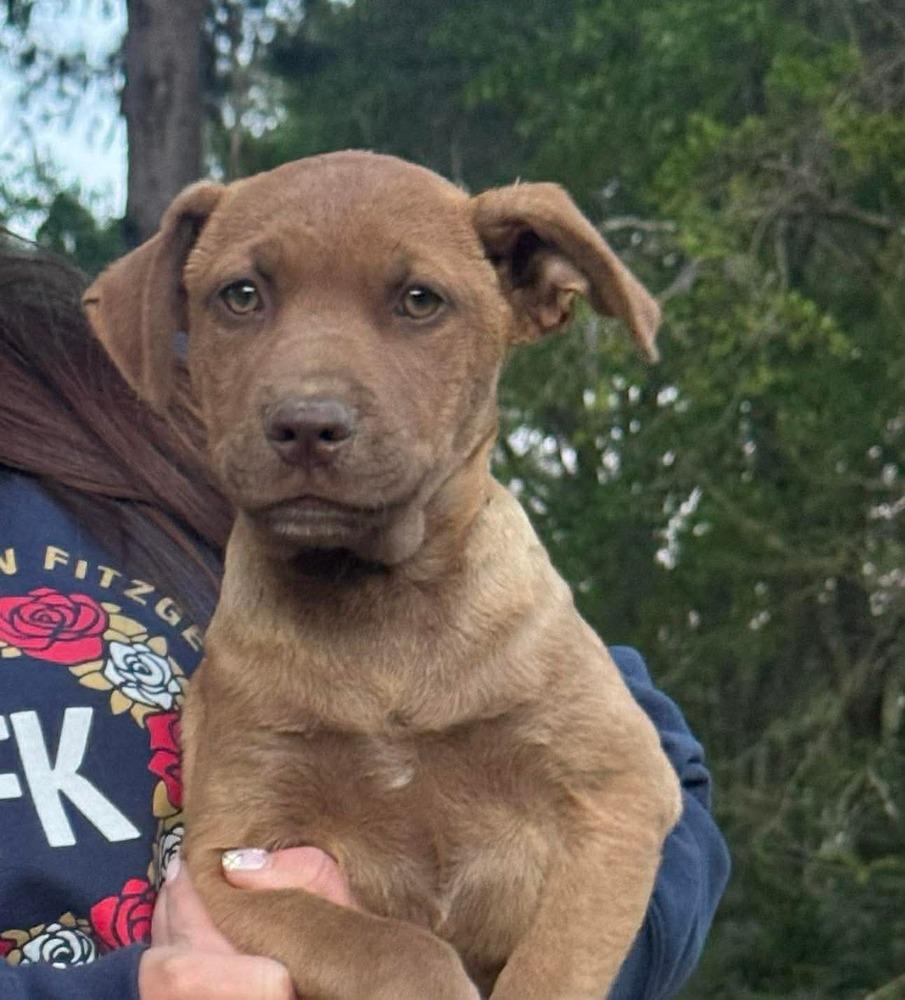 Enlarge Gabe, a Adoptable mixed breed in Syracuse, NY image 2/6