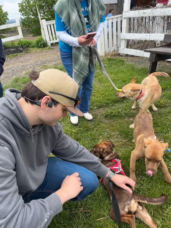 Gabe, Adoptable, Puppy Male Carolina Dog & Labrador Retriever.