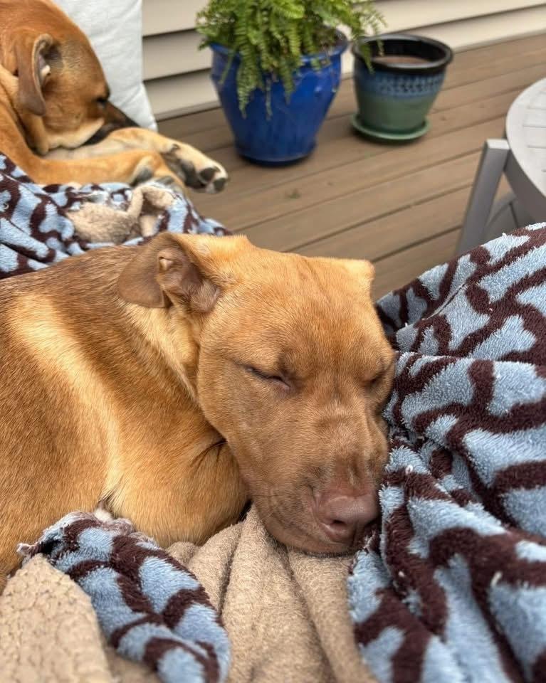 Gabe, Adoptable, Puppy Male Carolina Dog & Labrador Retriever.