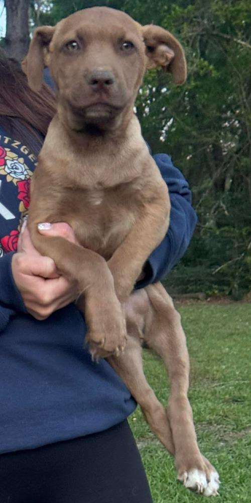 Enlarge Gabe, a Adoptable mixed breed in Syracuse, NY image 3/6