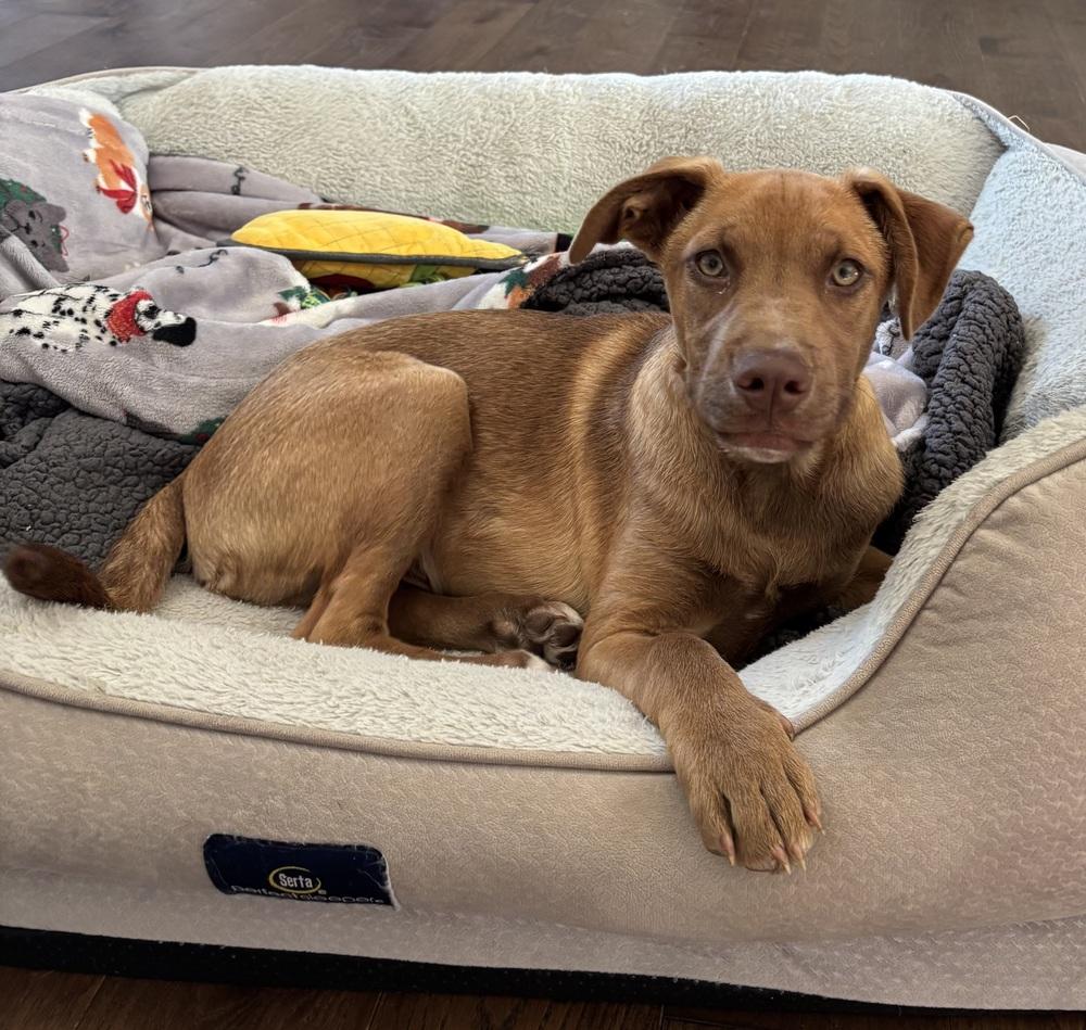 Enlarge Gabe, a Adoptable mixed breed in Syracuse, NY image 2/5