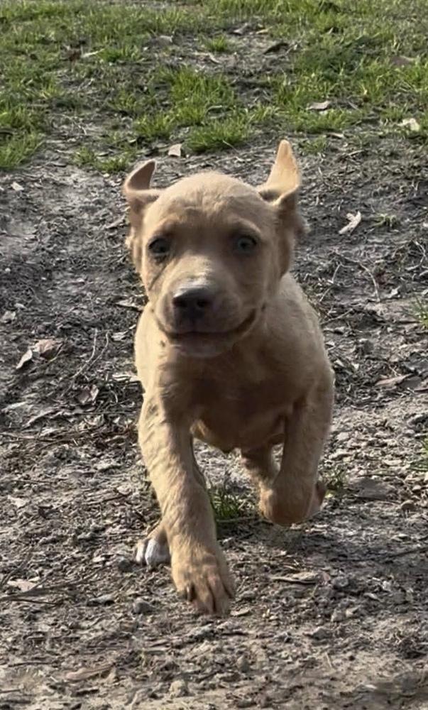 Enlarge Gabe, a Adoptable mixed breed in Syracuse, NY image 4/6