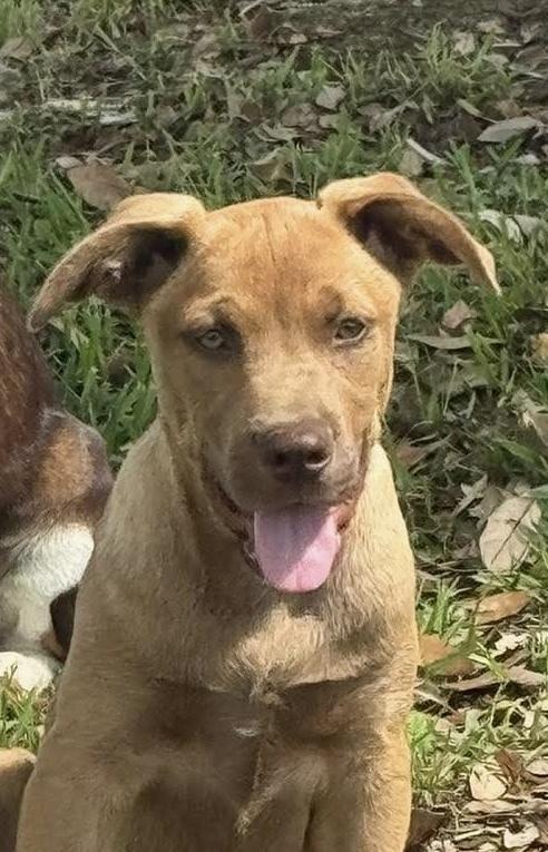 Gabe, Adoptable, Puppy Male Carolina Dog & Labrador Retriever.