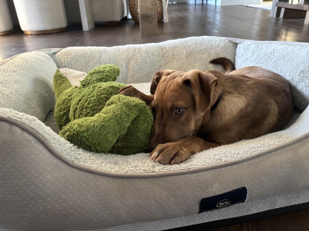 Enlarge Gabe, a Adoptable mixed breed in Syracuse, NY image 3/5