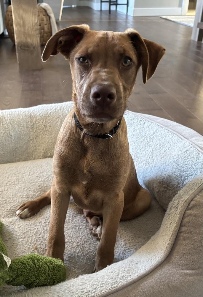 Enlarge Gabe, a Adoptable mixed breed in Syracuse, NY image 4/5