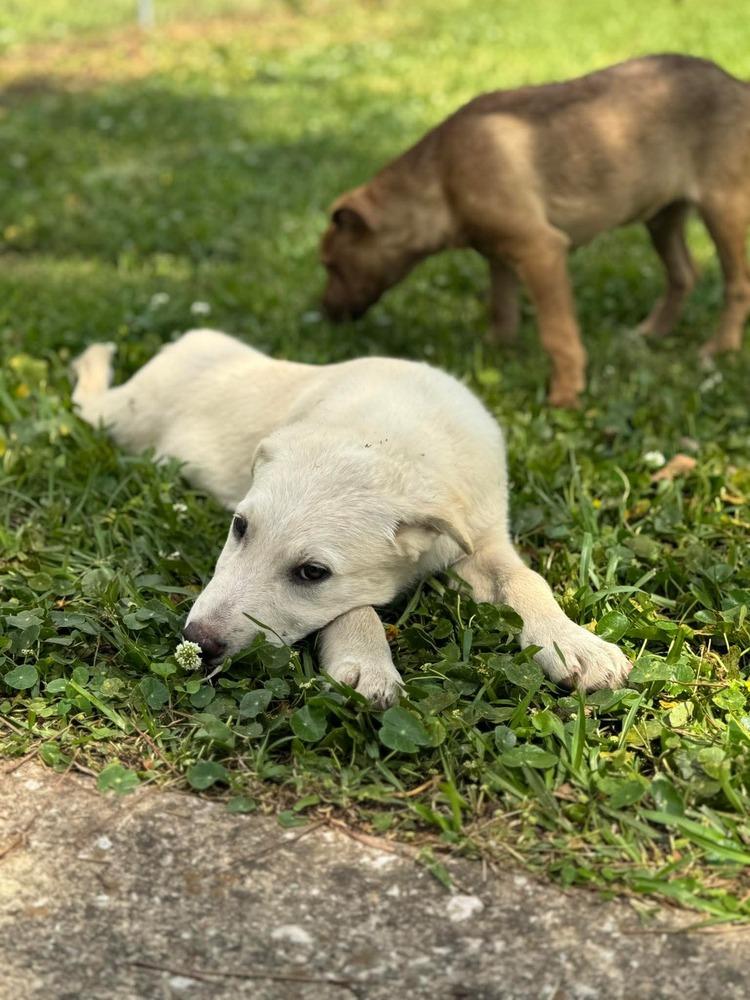 Enlarge Gabe, a Adoptable mixed breed in Syracuse, NY image 2/6