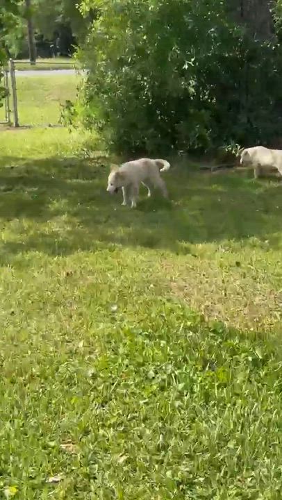 Enlarge Gabe, a Adoptable mixed breed in Syracuse, NY video 3/6