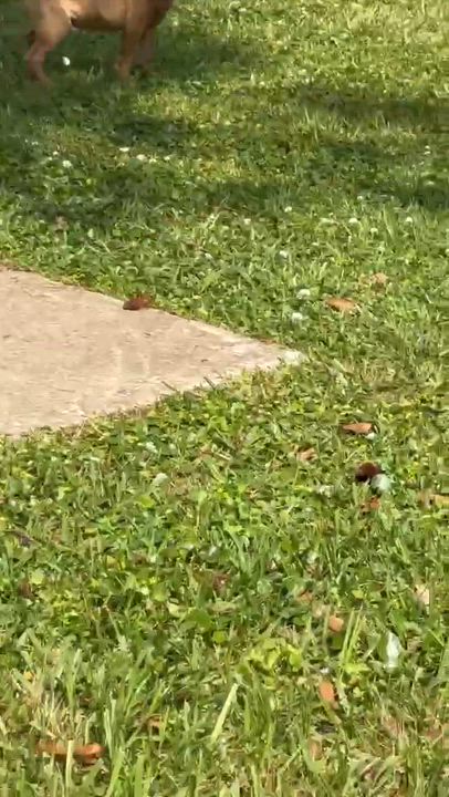 Enlarge Gabe, a Adoptable mixed breed in Syracuse, NY video 5/6