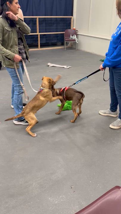 Enlarge Gabe, a Adoptable mixed breed in Syracuse, NY video 4/6
