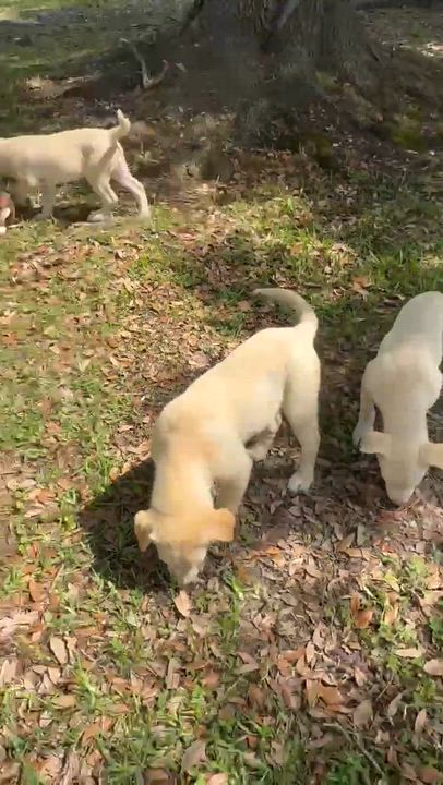 Enlarge Gabe, a Adoptable mixed breed in Syracuse, NY video 6/6