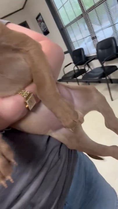 Enlarge Gabe, a Adoptable mixed breed in Syracuse, NY video 5/6