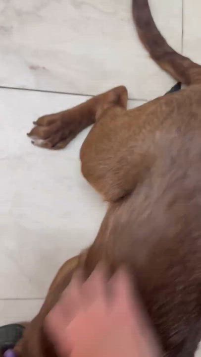 Enlarge Gabe, a Adoptable mixed breed in Syracuse, NY video 5/6