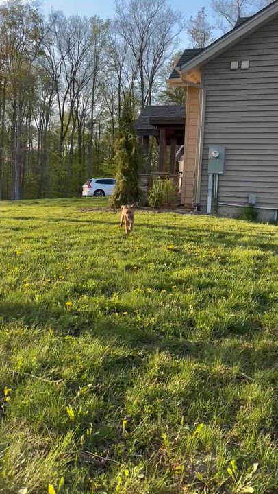 Enlarge Gabe, a Adoptable mixed breed in Syracuse, NY video 5/5